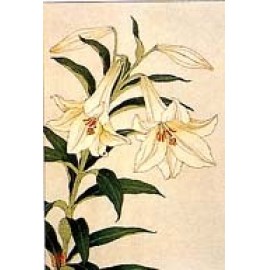 F66 百合 花版画 Flower Woodcut ーEaster lily ー | 芸艸堂 版元 | 京ものさんぽ